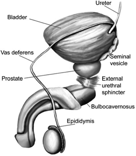 public ejaculation|Penis: Anatomy, Picture, Erection, and Ejaculation .